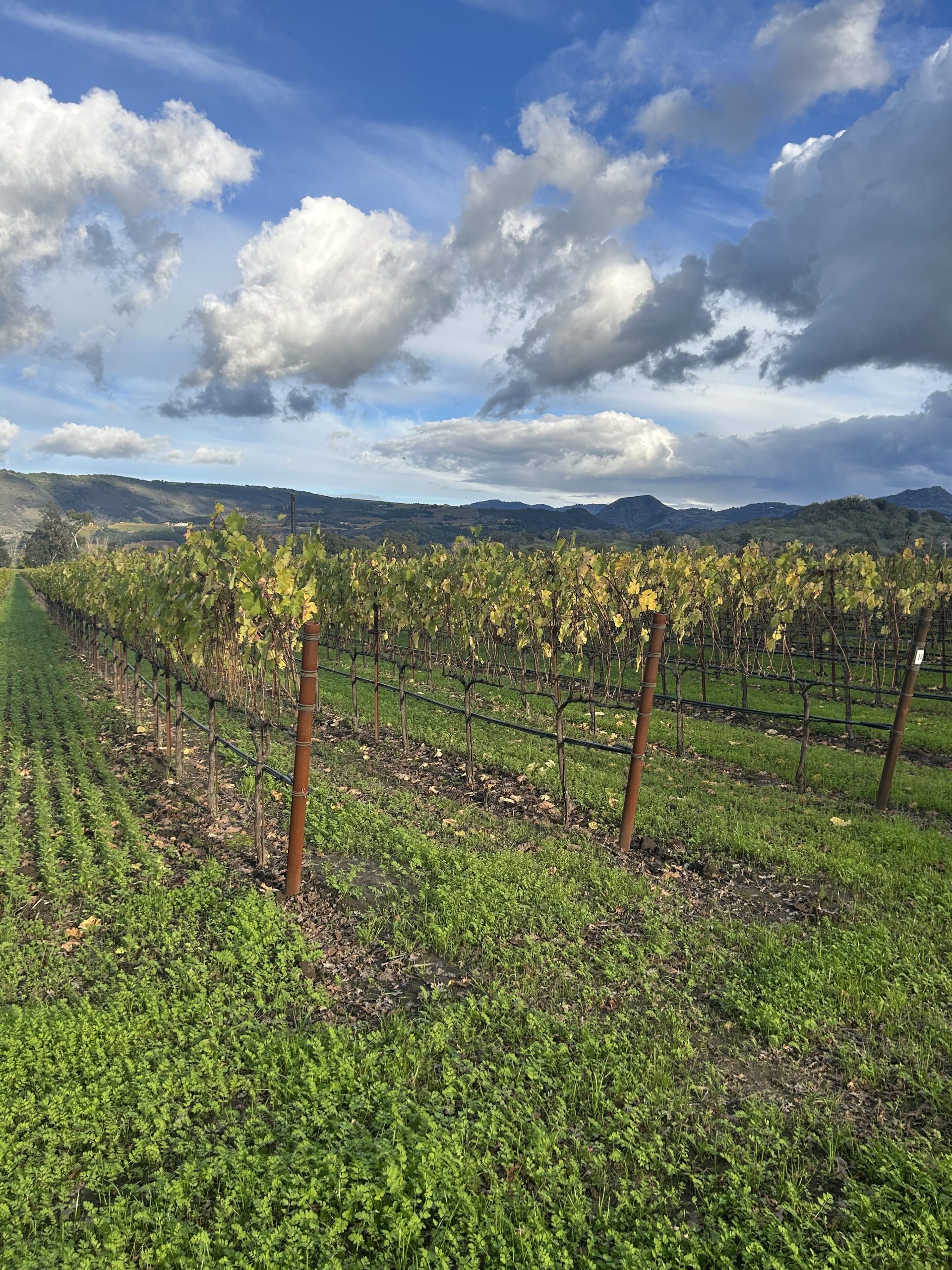 RDN_vineyard01