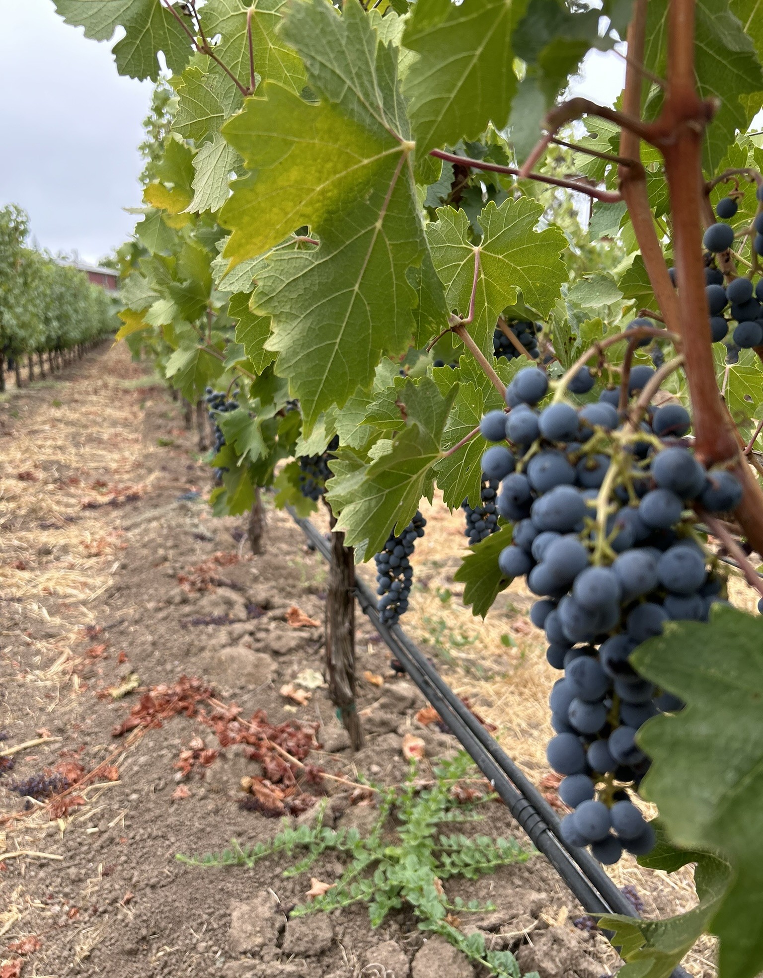 grapes_row01