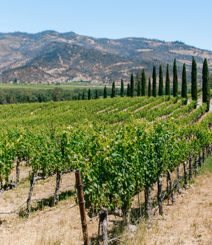 partners-PJ-vineyard-temp